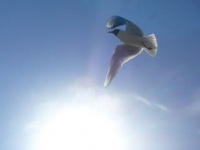 Свобода не распространяется по интернету