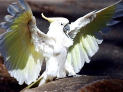 Хит интернета: под песни Psy танцуют даже птицы