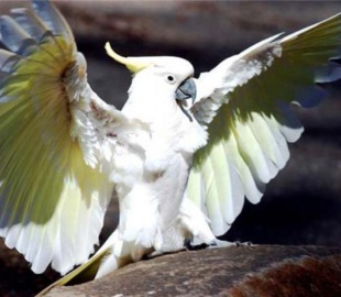 Хит интернета: под песни Psy танцуют даже птицы