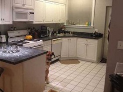 Пес-фотомодель стал звездой Интернета