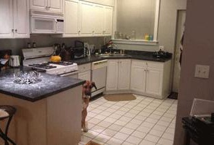 Пес-фотомодель стал звездой Интернета