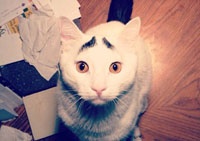 Знакомьтесь с котом, чьи смешные черные волосы сделали его хитом интернета