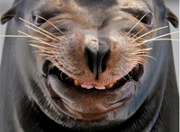 Хит Интернета: морской лев запрыгнул в лодку, чтобы приласкаться к рыбаку