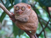 Откуда взялся человек