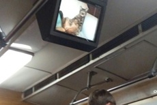 В киевском метро опять взломали мониторы и разместили изображения котов