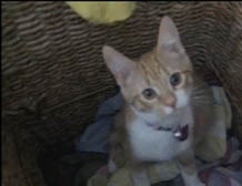 Кот-акробат, складывающий грязное белье, стал звездой интернета