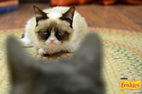 Самый Сердитый кот в Интернете снялся в рекламе кошачьего корма