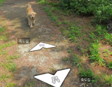Любопытный пес увязался за камерой Google и попал на карту