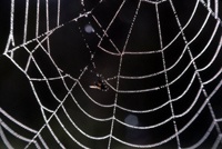 Эксперты просканировали сайты даркнета на наличие уязвимостей