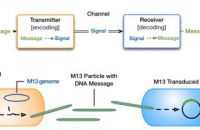 Bi-Fi — биологический «Интернет»