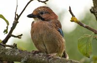 Мобильные приложения с поющими птицами подверглись критике