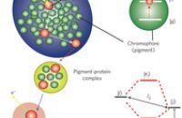 К квантовым компьютерам через фотосинтез
