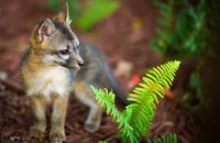 Facebook приютил в своём офисе семейку лисиц