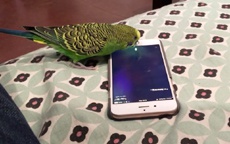 Американец научил попугая вызывать Siri