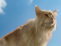 Ролик о коте-оборотне стал хитом в Интернете