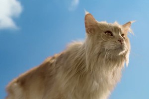 Ролик о коте-оборотне стал хитом в Интернете