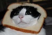 Коты-бутерброды набирают популярность в Интернете