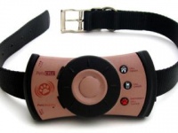 Собачий интернет