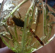 Microsoft отправила журналистам скорпиона