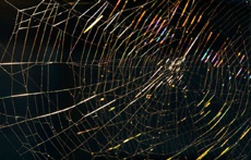 В даркнете насчитывается около 30 000 сайтов и половина из них совершенно легальна