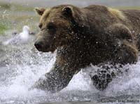 Хит Youtube: медведь гризли сжевал видеокамеру