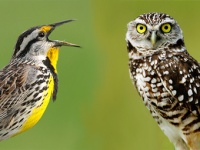 Биометрическая  авторизация по голосу