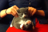 Толстенький котенок стал звездой Youtube