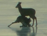 Видео спасения оленя со льдины стало хитом в Интернете
