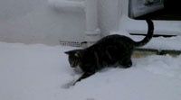Кот, увидевший впервые снег, стал звездой YouTube