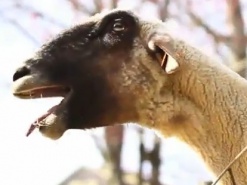 Эпидемия кричащих козлов охватила YouTube