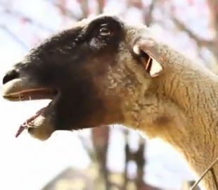 Эпидемия кричащих козлов охватила YouTube