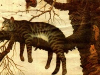 Кот - порноманьяк