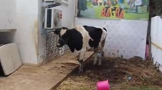 Геймеры выиграли на соревнованиях корову