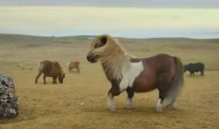 Танцующий пони продолжает покорять YouTube