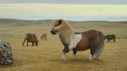 Танцующий пони продолжает покорять YouTube