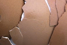 Создана быстрая память нового поколения из яичной скорлупы