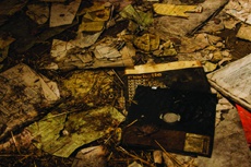 Цифровая археология: как спасают давно утерянные данные