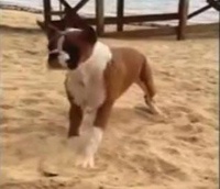 В Сеть попала смешная собака, получающая необычный кайф от облизывания дольки лайма