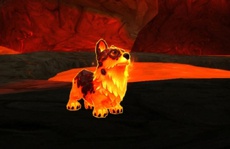 В World of WarCraft игрокам подарят корги