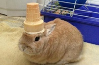 Кролик по имени Винни стал звездой интернета