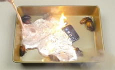 iPhone 7 вместе с мадагаскарскими тараканами залили расплавленным алюминием