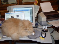 Следователи не поверили, что  кот качал порно