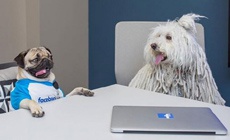 Звезда интернета мопс Даг встретился с собакой Цукерберга