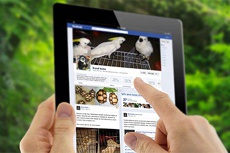 Малайзийцы начали нелегально торговать редкими животными в Facebook