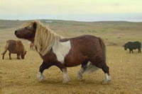 Звезда интернета танцующий пони получил результаты анализа на отцовство