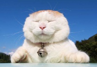 Кот, постигший нирвану покорил Интернет