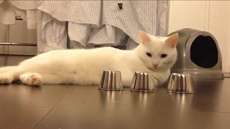 Кот играющий в наперстки покорил Интернет