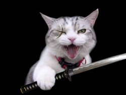 Кошка пыталась пронести в колонию мобильники