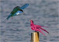 Samsung отзывает иски к LG