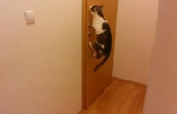 Умный кот, открывающий все домашние двери, покорил Интернет